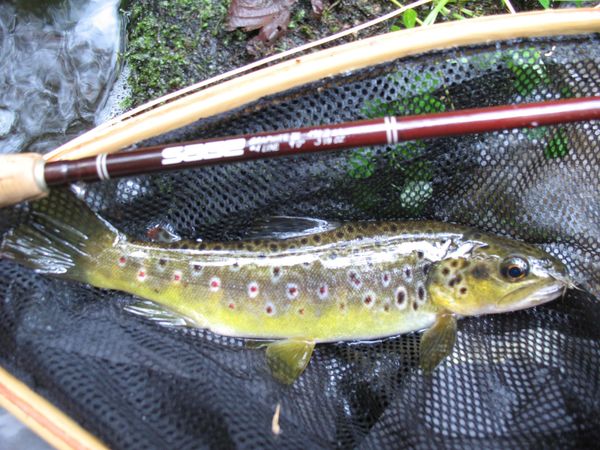 Truite fario de l'Isole prise à la mouche